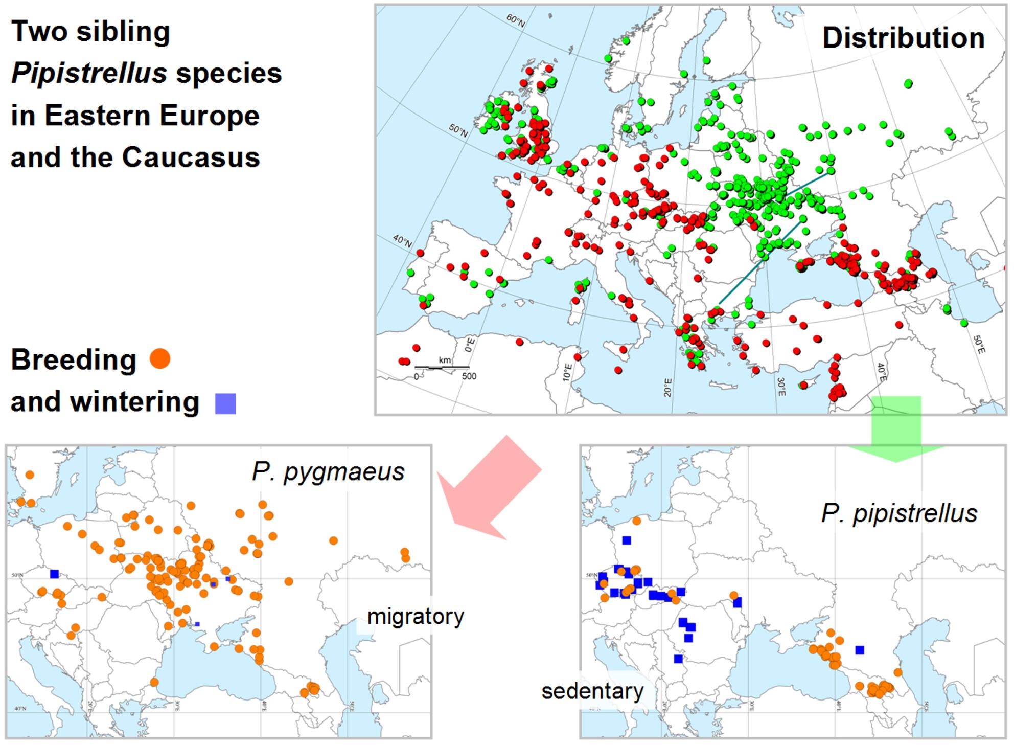 Near or far: revision of distribution, breeding and winter ranges of two sibling Pipistrellus species (Chiroptera, Vespertilionidae) in Eastern Europe and the Caucasus