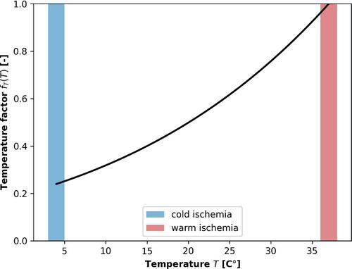 SimLivA–Modeling ischemia-reperfusion injury in the liver: A first step towards a clinical decision support tool