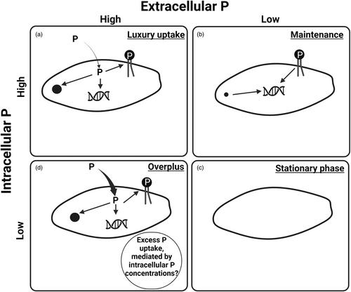 Characterization of polyphosphate dynamics in the widespread freshwater diatom Achnanthidium minutissimum under varying phosphorus supplies