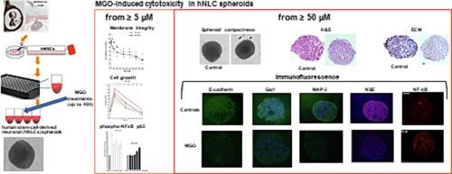 3D human stem-cell-derived neuronal spheroids for in vitro neurotoxicity testing of methylglyoxal, highly reactive glycolysis byproduct and potent glycating agent