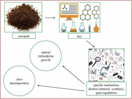 Spontaneous formation, gene regulation of Trichoderma and slow decomposition in cocopeat