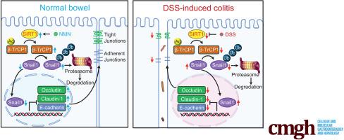 SIRT1 Stabilizes β-TrCP1 to Inhibit Snail1 Expression in Maintaining Intestinal Epithelial Integrity to Alleviate Colitis