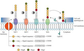 Structural and functional insights of sortases and their interactions with antivirulence compounds