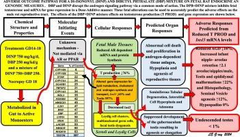 Using targeted fetal rat testis genomic and endocrine alterations to predict the effects of a phthalate mixture on the male reproductive tract