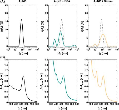 The dynamics of PEG-coated nanoparticles in concentrated protein solutions up to the molecular crowding range