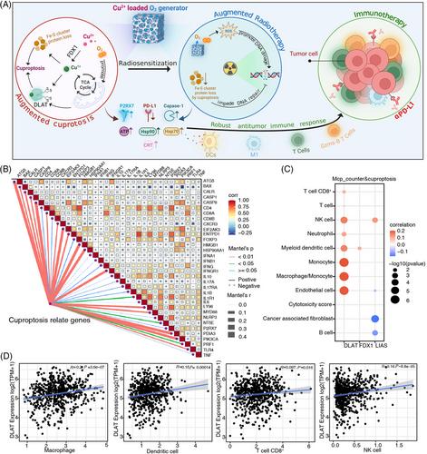 Oxygen-driven cuproptosis synergizes with radiotherapy to potentiate tumor immunotherapy