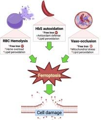 Ferroptosis as an emerging target in sickle cell disease