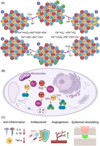 Recent advances in reactive oxygen species scavenging nanomaterials for wound healing