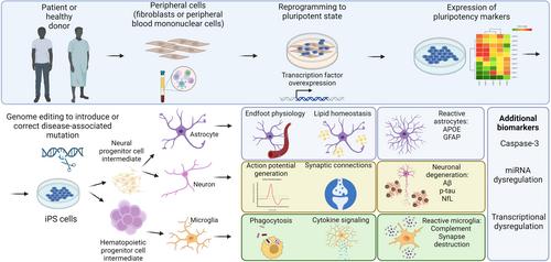 Induced pluripotent stem cell models as a tool to investigate and test fluid biomarkers in Alzheimer's disease and frontotemporal dementia