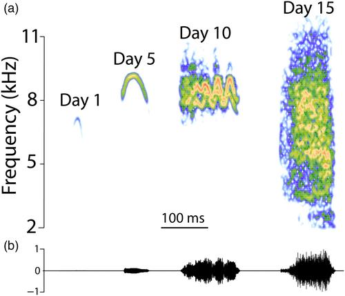 Differential impact of anthropogenic noise during the acoustic development of begging calls in Blue Tits (Cyanistes caeruleus)