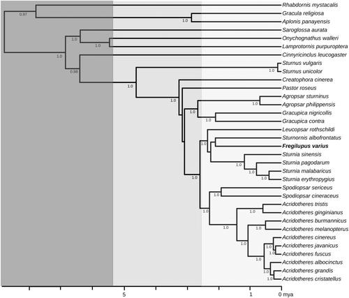 Genomic insights into the evolutionary and demographic histories of the extinct Hoopoe Starling (Fregilupus varius)