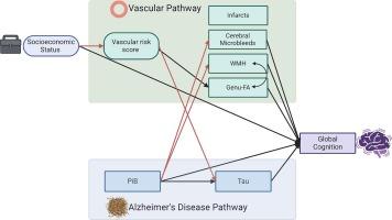 Complex relationships of socioeconomic status with vascular and Alzheimer’s pathways on cognition