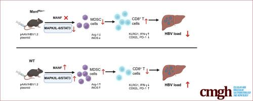 Mesencephalic Astrocyte-derived Neurotrophic Factor Supports Hepatitis B Virus-induced Immunotolerance