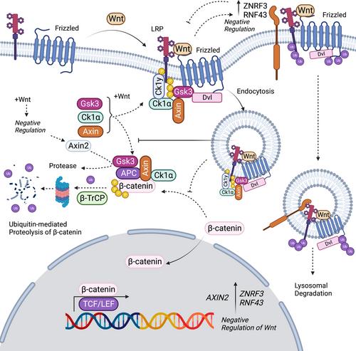 Wnt signaling in cell adhesion, development, and colon cancer