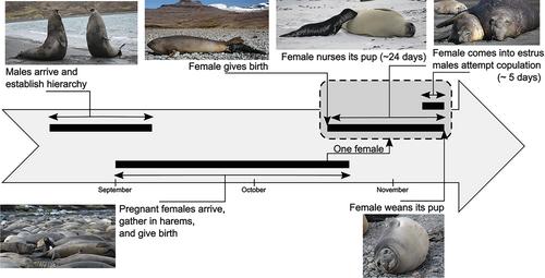 Offspring sex ratio increases with paternal reproductive success in a colony of southern elephant seals