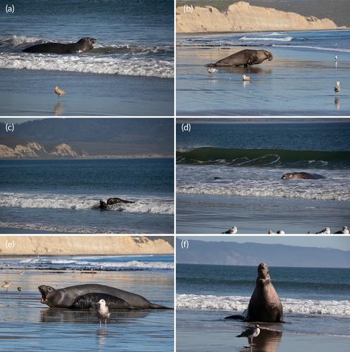 An observation of potential altruism by a male northern elephant seal (Mirounga angustirostris)