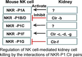 Inhibition of NK cell cytotoxicity by tubular epithelial cell expression of Clr-b and Clr-f