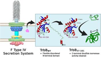 Structural insights into the disulfide isomerase and chaperone activity of TrbB of the F plasmid type IV secretion system