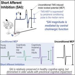 TMS-derived short afferent inhibition discriminates cognitive status in older adults without dementia