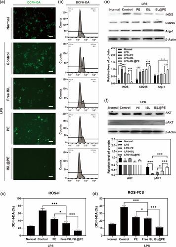 Plant-derived exosomes extracted from Lycium barbarum L. loaded with isoliquiritigenin to promote spinal cord injury repair based on 3D printed bionic scaffold