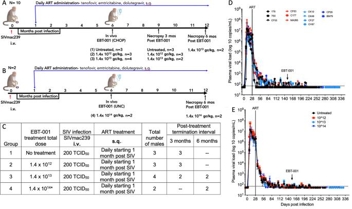 Correction: Preclinical safety and biodistribution of CRISPR targeting SIV in non-human primates