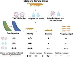 Dehydration and tomato spotted wilt virus infection combine to alter feeding and survival parameters for the western flower thrips, Frankliniella occidentalis