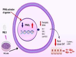 PPARγ activation ameliorates PM2.5-induced renal tubular injury by inhibiting ferroptosis and epithelial–mesenchymal transition