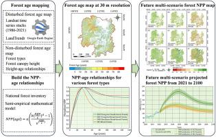 How forest age impacts on net primary productivity: Insights from future multi-scenarios