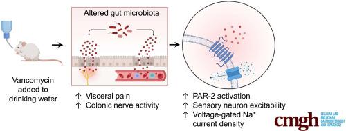 Protease-Induced Excitation of Dorsal Root Ganglion Neurons in Response to Acute Perturbation of the Gut Microbiota Is Associated With Visceral and Somatic Hypersensitivity