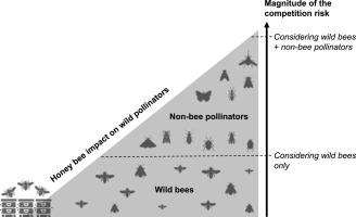 Neglecting non-bee pollinators may lead to substantial underestimation of competition risk among pollinators