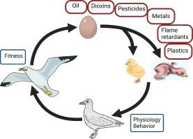 Sublethal effects of early-life exposure to common and emerging contaminants in birds