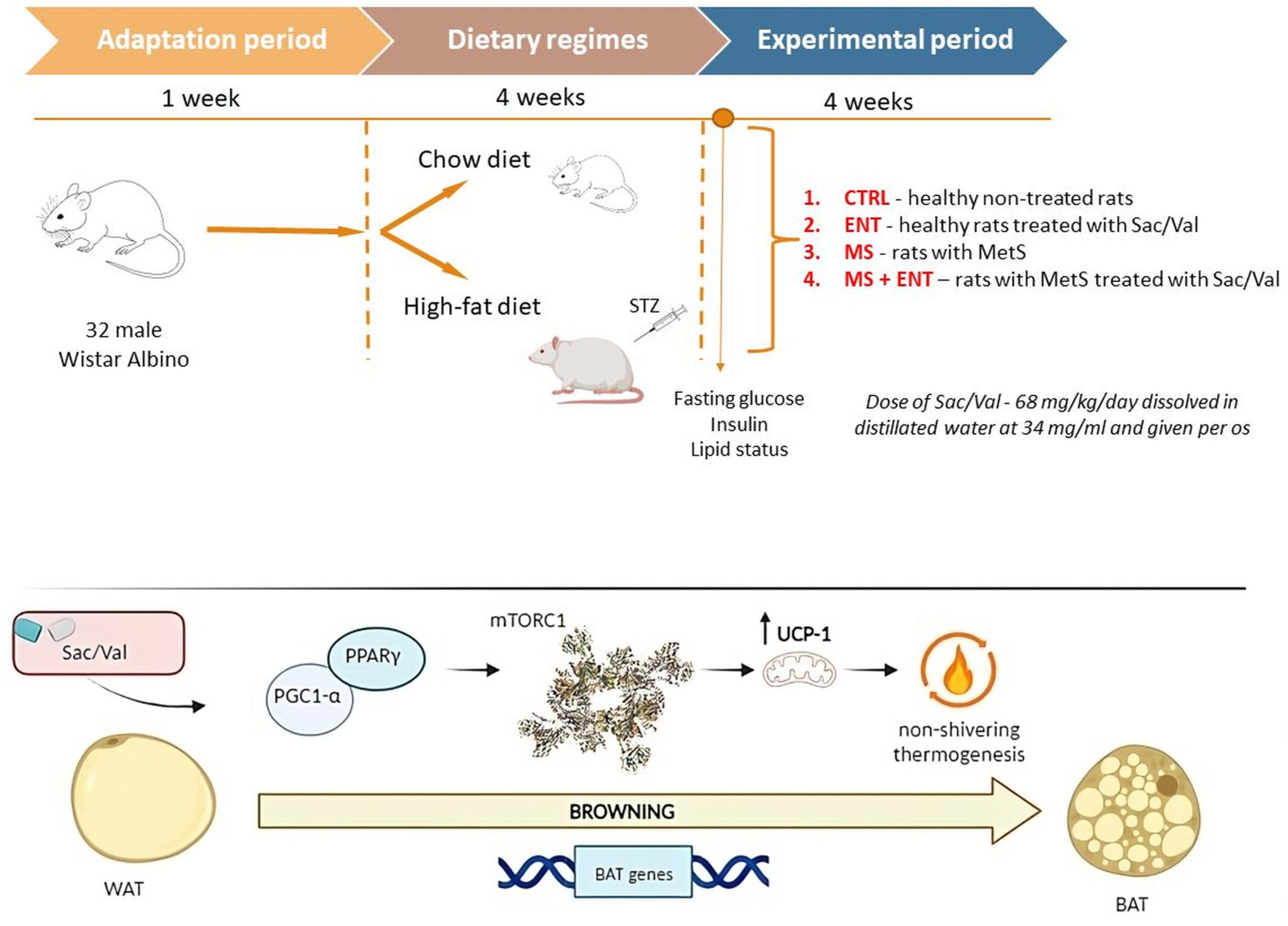 Sacubitril/valsartan promotes white adipose tissue browning in rats with metabolic syndrome through activation of mTORC1