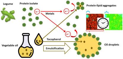 Spatiotemporal assessment of protein and lipid oxidation in concentrated oil-in-water emulsions stabilized with legume protein isolates