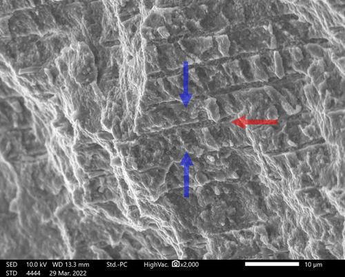 In vitro bacterial penetration and dissemination through dentinal tubules in roots filled with calcium silicate-based cements