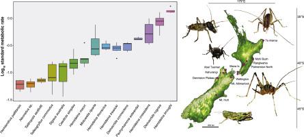 Standard metabolic rate variation among New Zealand Orthoptera