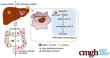 Microbial-derived Urolithin A Targets GLS1 to Inhibit Glutaminolysis and Attenuate Cirrhotic Portal Hypertension