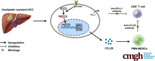 DDR2/STAT3 Positive Feedback Loop Mediates the Immunosuppressive Microenvironment by Upregulating PD-L1 and Recruiting MDSCs in Oxaliplatin-Resistant HCC