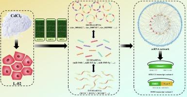 Environmental cadmium-induced circRNA-miRNA-mRNA network regulatory mechanism in human normal liver cell model