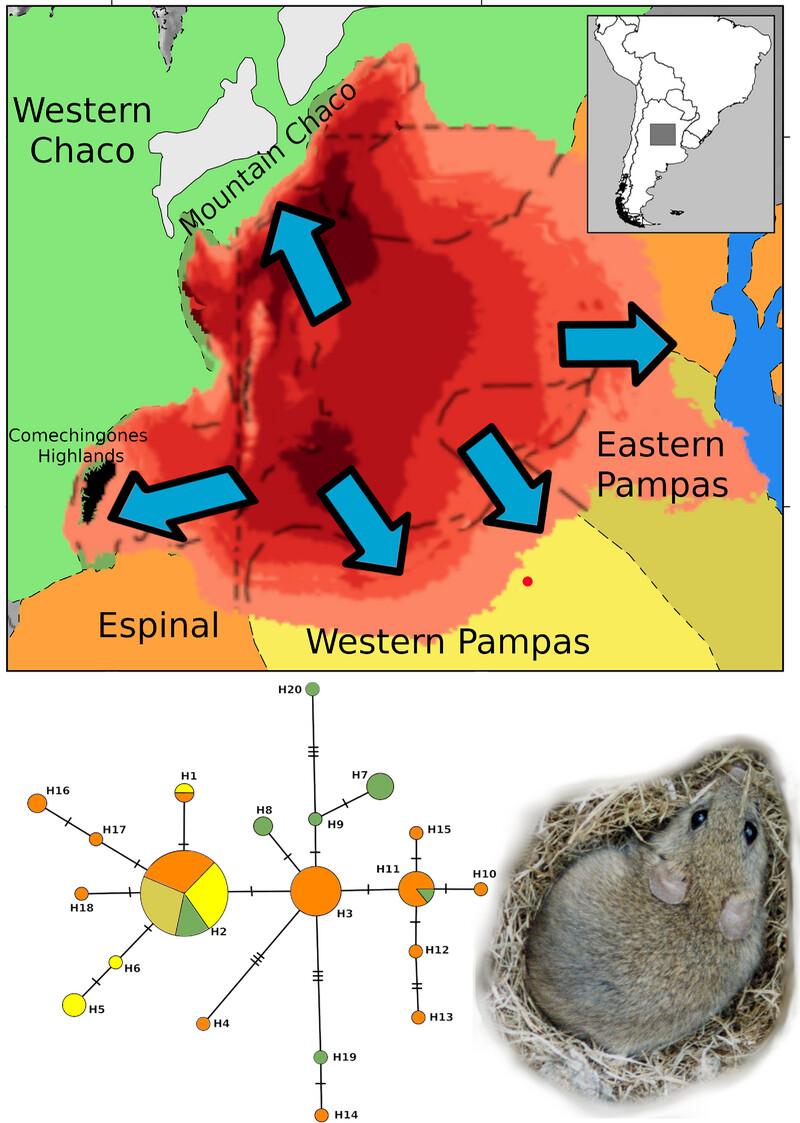 Combining phylogeography and ecological niche modeling to infer the evolutionary history of the Cordoba vesper mouse (Calomys venustus)