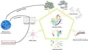 Integrating In-silico and In-vitro approaches to identify plant-derived bioactive molecules against spore coat protein CotH3 and high affinity iron permease FTR1 of Rhizopus oryzae