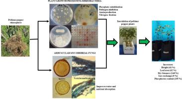 Photosynthetic activity and growth of poblano pepper biofertilized with plant growth promoting rhizobacteria and arbuscular mycorrhizal fungi