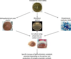 Degradation of lignocellulose by different bacterial and fungal co-cultures