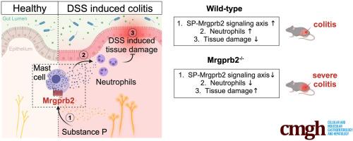 Mrgprb2-dependent Mast Cell Activation Plays a Crucial Role in Acute Colitis