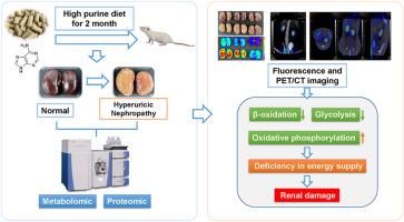 Energy insufficiency induced by high purine diet: Catalysts for renal impairment in hyperuricemia nephropathy rat model