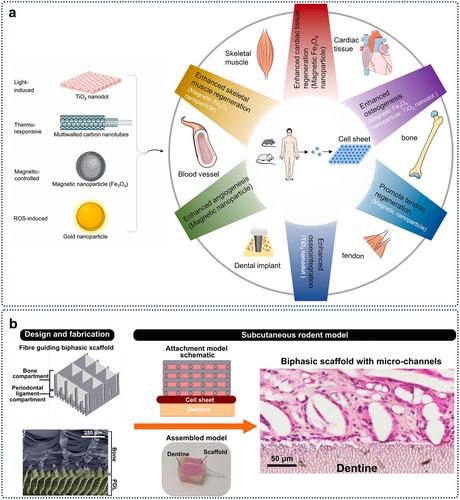 Regulatory mechanisms and regeneration strategies of the soft–hard tissue interface in the human periodontium