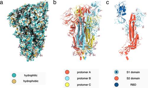 A RaPID Response to SARS-CoV-2