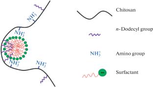 Complexes of an Anionic Surfactant with Chitosan and Its Hydrophobic Derivatives As Disinfectants against SARS-CoV-2