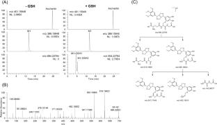 Comparative metabolism of aschantin in human and animal hepatocytes