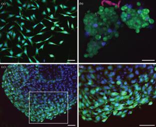 Modulation of Adhesion and Migration of NIH/3T3 Cells in Collagen Materials by Taxifolin Derivatives