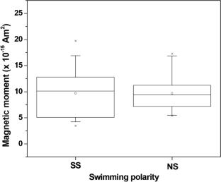 Swimming polarity inversion in uncultured magnetotactic cocci